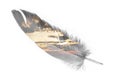 Double exposure of gray feather bird with sunset sky isolated on white background. abstract feather silhouette. Royalty Free Stock Photo