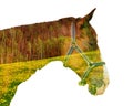 Double exposure horse isolated over white background Royalty Free Stock Photo