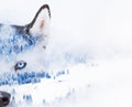 double exposure of husky eyes and snowy firs in foggy winter landscape Royalty Free Stock Photo