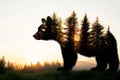 double exposure image featuring bear silhouette filled with forest landscape, showcasing trees and sunset. scene evokes sense of Royalty Free Stock Photo