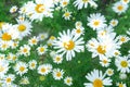 Double exposure of a large white daisy on the field Royalty Free Stock Photo