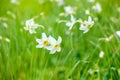 Double exposure of narcissus flower (narcissus poeticus) Royalty Free Stock Photo