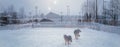 Double Exposure Outside Rink with dog Royalty Free Stock Photo