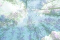 Double exposure photo of tree branches in spring against sky Royalty Free Stock Photo