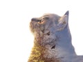 Double exposure portrait of a cat watching pigeons Royalty Free Stock Photo