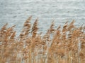 Double exposure of reed at lake Banter, Wilhelmshaven, Germany