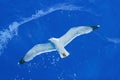 Double exposure of seagull flying over blue water. Adriatic sea