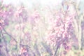 Double exposure of Spring Cherry blossoms tree. abstract background. dreamy concept Royalty Free Stock Photo