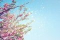 Double exposure of Spring Cherry blossoms tree. abstract background. dreamy concept with glitter overlay Royalty Free Stock Photo