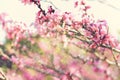 Double exposure of Spring Cherry blossoms tree. abstract background. dreamy concept with glitter overlay Royalty Free Stock Photo