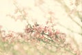 Double exposure of Spring Cherry blossoms tree. abstract background. dreamy concept with glitter overlay Royalty Free Stock Photo