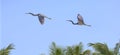 Tricolored Heron in Flight Royalty Free Stock Photo