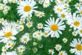 Double exposure of white camomile on the field. Royalty Free Stock Photo