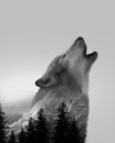 Double exposure wolf with forest and mountains Royalty Free Stock Photo