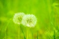 Double exposures of fluffy dandelion flowers