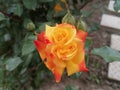 Double Fire Rose Royalty Free Stock Photo