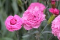 Double flower of cottage pink plant Dianthus plumarius close-up in garden