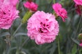 Double flower of cottage pink plant Dianthus plumarius close-up in garden