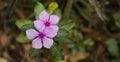 Double Flower in the garden