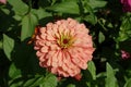 Double flower of peach pink zinnia