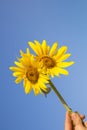 double flower of yellow sunflowers on the background of the blue sky. colors of the Ukrainian flag Royalty Free Stock Photo