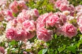 Double flowered antique pink roses in bloom with blurred background and copy space