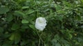 A double flowered butterfly pea flower of white variety on the vine