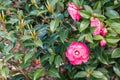 Double-flowered camellia japonica cultivar in bloom with pink flowers Royalty Free Stock Photo