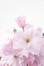 Double-flowered cherry blossom Royalty Free Stock Photo