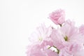 Double-flowered cherry blossom Royalty Free Stock Photo