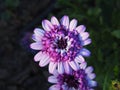 Double-flowered Daisybush, African Daisy - Osteospermum Royalty Free Stock Photo