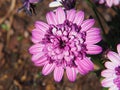 Double-flowered Daisybush, African Daisy - Osteospermum Royalty Free Stock Photo