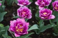 Double-flowered lilac tulips