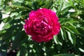 Double flowered Paeonia officinalis in spring