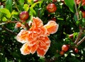 Double Flowering Orange Hibiscus With Seed Pods Royalty Free Stock Photo
