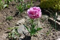 Double fringed pink flower of tulip