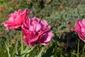 Double fringed pink tulip