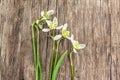 Double Galanthus (snowdrops) Flore Pleno and Hippolyta