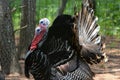 Double Gobblers Summer Displaying Royalty Free Stock Photo