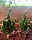 Double green cactus