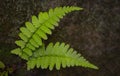 Double green fern