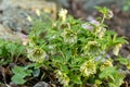 Double green pink Helleborus hybrid in flower