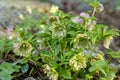 Double green pink Helleborus hybrid in flower