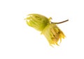 Double green raw hazel nuts Royalty Free Stock Photo