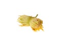 Double green raw hazel nuts Royalty Free Stock Photo