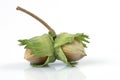 Double hazelnut Royalty Free Stock Photo