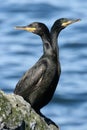 Double-head cormorant