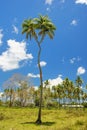 Double-headed coconut tree on Tongatapu island in Tonga Royalty Free Stock Photo