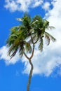 Double-headed coconut tree on Tongatapu island in Tonga Royalty Free Stock Photo