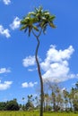 Double-headed coconut tree on Tongatapu island in Tonga Royalty Free Stock Photo